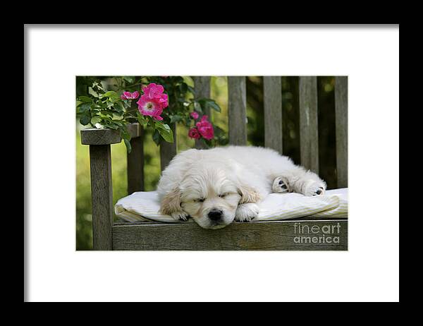Golden Retriever Framed Print featuring the photograph Golden Retriever Puppy Sleeping by John Daniels