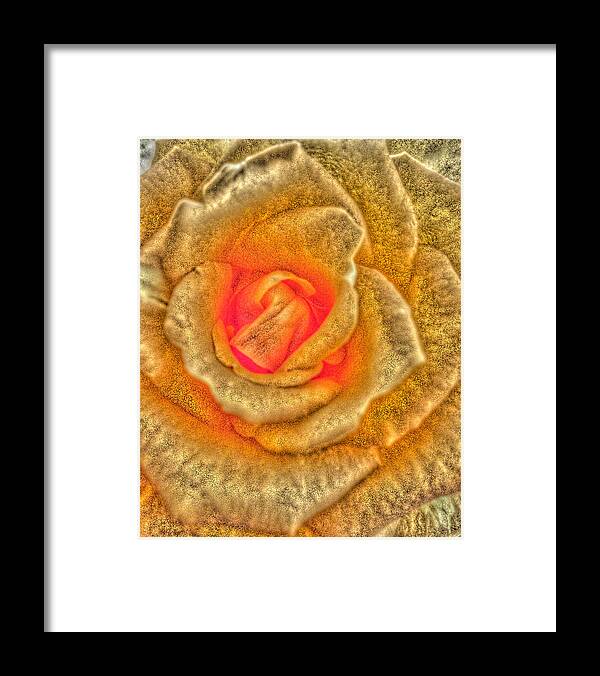 Rose Framed Print featuring the photograph Golden Rose by Marian Lonzetta