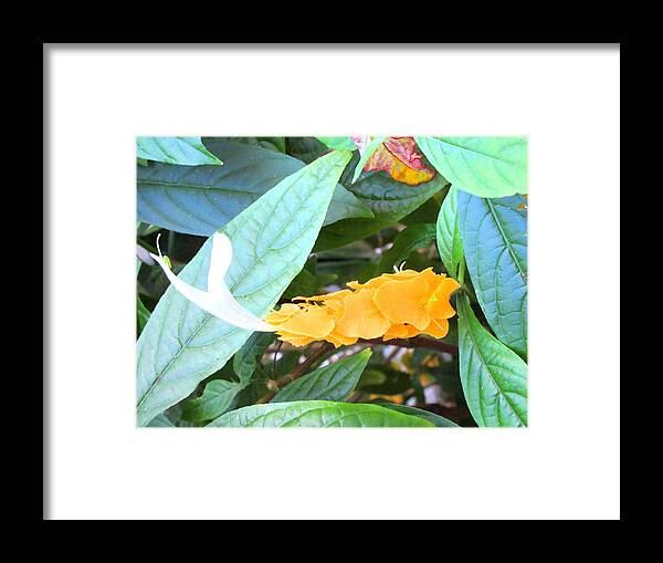 Art Framed Print featuring the photograph Golden Shrimp Plant by Ashley Goforth