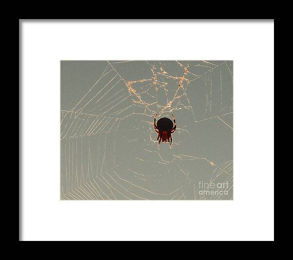 Spider Framed Print featuring the photograph Golden Spider by Cheryl Del Toro