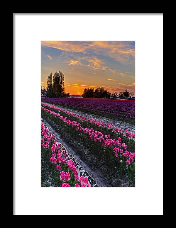 Tulip Framed Print featuring the photograph Skagit Tulips Golden Sunset Layers by Mike Reid