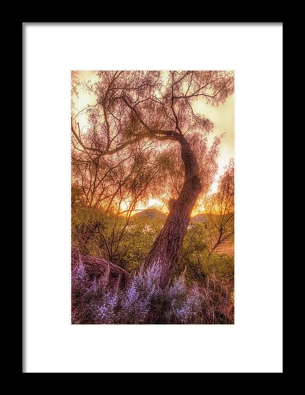 Tree Framed Print featuring the photograph Golden Tree at the Quartz Mountains - Oklahoma by Jason Politte