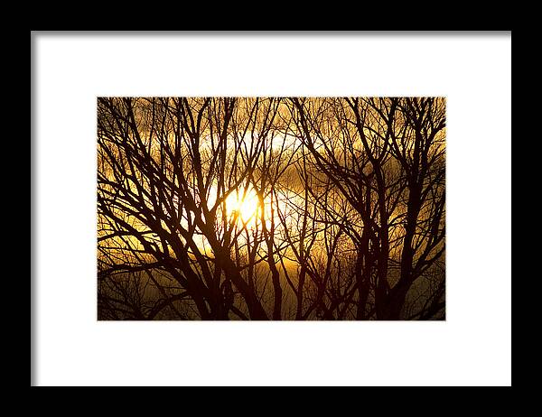 Tree Framed Print featuring the photograph Golden Tree Dream by James BO Insogna