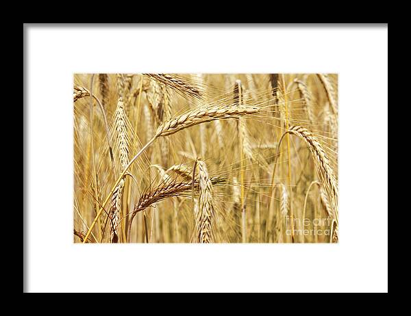 Agriculture Framed Print featuring the photograph Golden Wheat by Carlos Caetano