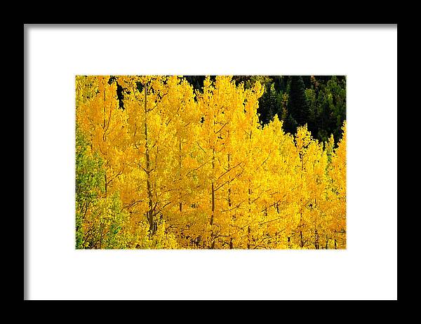 Colorado Framed Print featuring the photograph Golden Yellow Aspens by Marilyn Burton