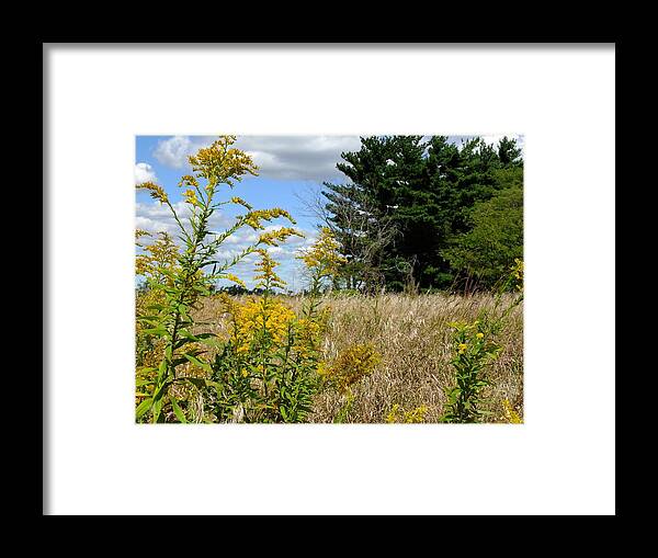 Nature Framed Print featuring the photograph Goldenrod by Scott Kingery