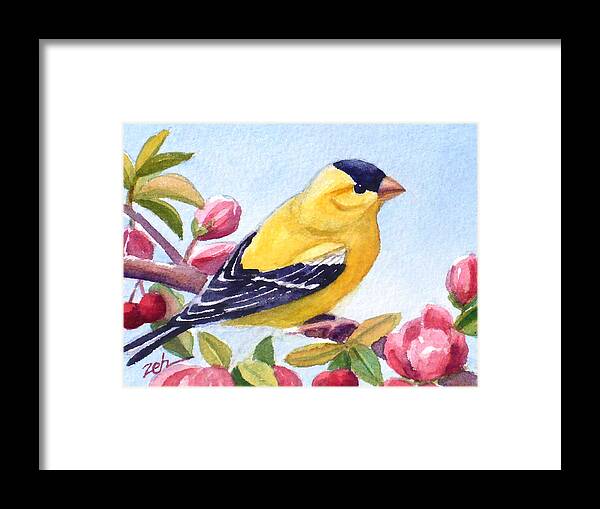 Goldfinch Bird Print Framed Print featuring the painting Goldfinch in a Crab Apple Tree by Janet Zeh