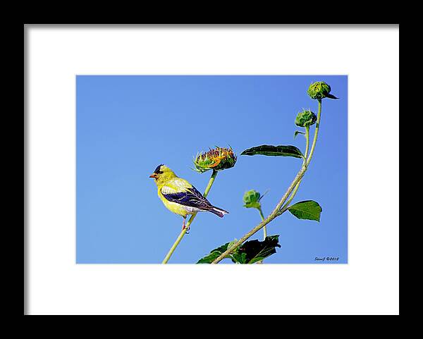 American Goldfinch Framed Print featuring the photograph Goldfinch on Stem by Stephen Johnson