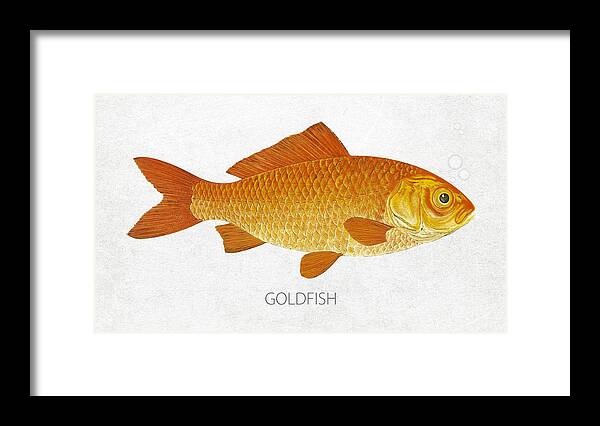 Goldfish Framed Print featuring the digital art Goldfish by Aged Pixel