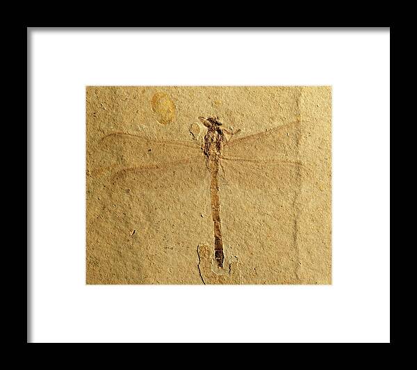 Gomphidae Framed Print featuring the photograph Gomphidae Dragonfly Fossil by Gilles Mermet