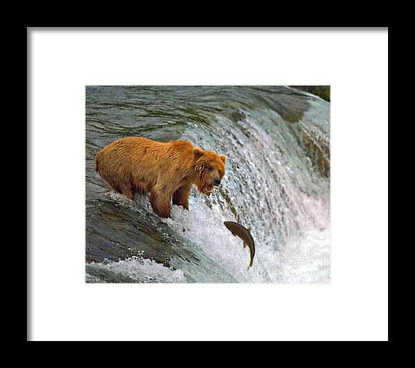 Brown Bear Framed Print featuring the photograph Gone Fishin by Bill Singleton