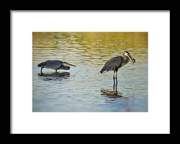 Great Blue Heron Framed Print featuring the photograph Gone Fishin' by Saija Lehtonen
