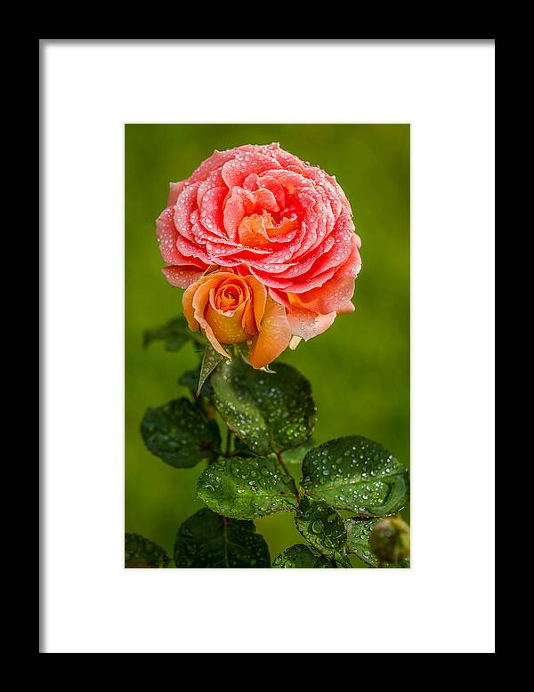 Rose Framed Print featuring the photograph Good Morning Beautiful by Ken Stanback