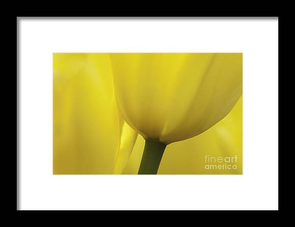 Tulip Framed Print featuring the photograph Good Morning Sunshine by Patty Colabuono
