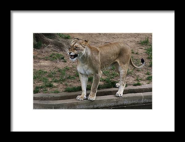 Zoo Framed Print featuring the photograph Good Morning by Vadim Levin