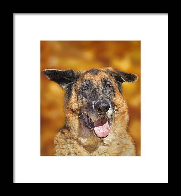 Animal Framed Print featuring the photograph Good Old Boy by Brian Cross