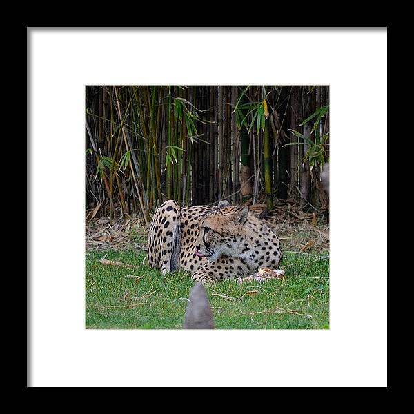  Framed Print featuring the photograph Good Right Down To The Bone by Jinxi The House Cat