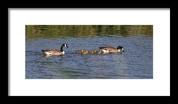 Goose Framed Print featuring the photograph Goose Family by Leif Sohlman
