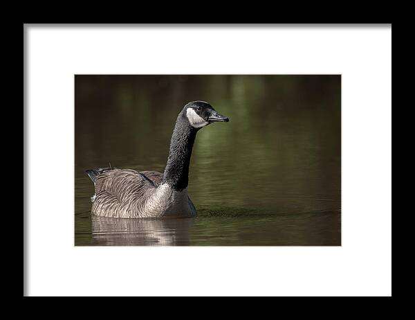 Goose On Water Framed Print featuring the photograph Goose On Pond by Len Romanick