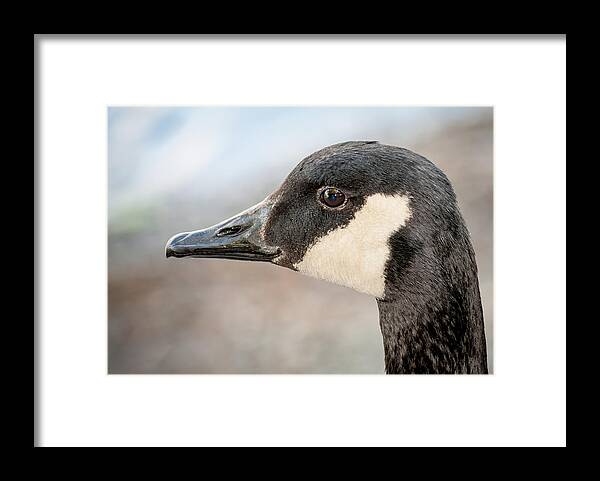 Goose Portrait Framed Print featuring the photograph Goose Profile by Len Romanick