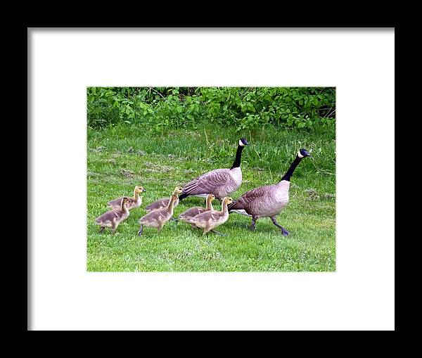 Canada Geese Framed Print featuring the photograph Goose Step by Will Borden