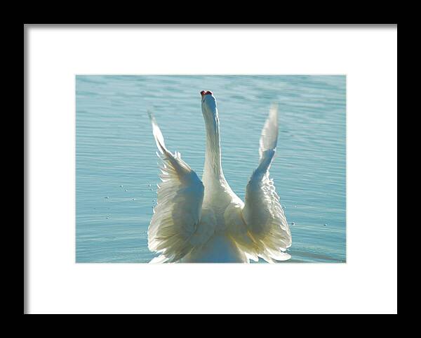 Goose Framed Print featuring the photograph Goose Wings by Tam Ryan