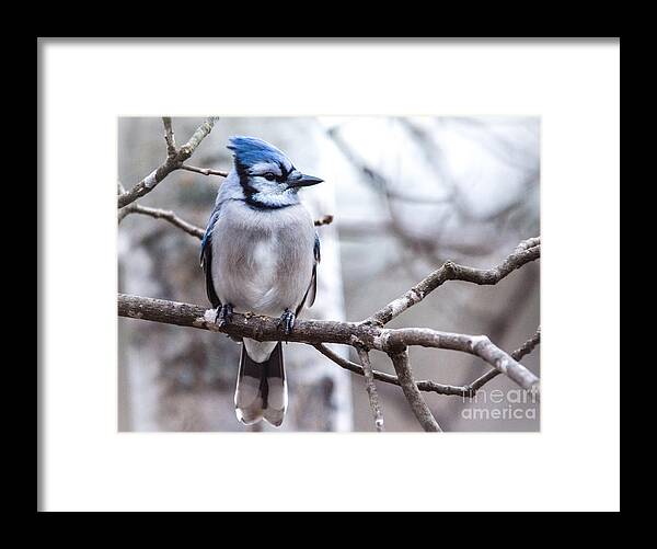  Framed Print featuring the photograph Gorgeous Blue Jay by Cheryl Baxter