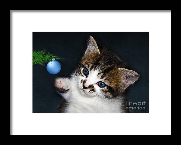 Christmas Framed Print featuring the photograph Gorgeous Christmas Kitten by Terri Waters