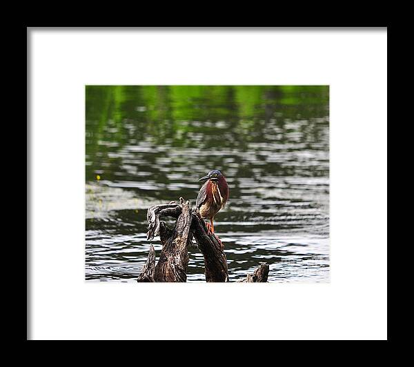 Heron Framed Print featuring the photograph Gorgeous Green Heron by Al Powell Photography USA
