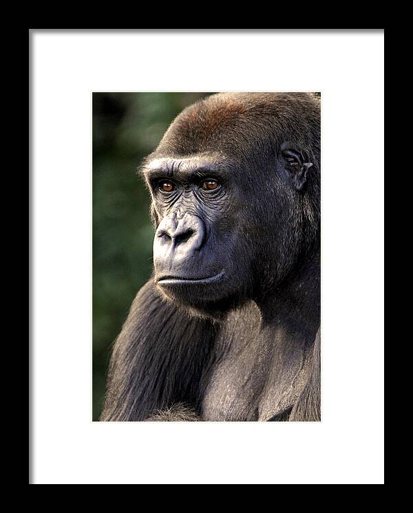 Gorilla Framed Print featuring the photograph Gorilla by Don Johnson