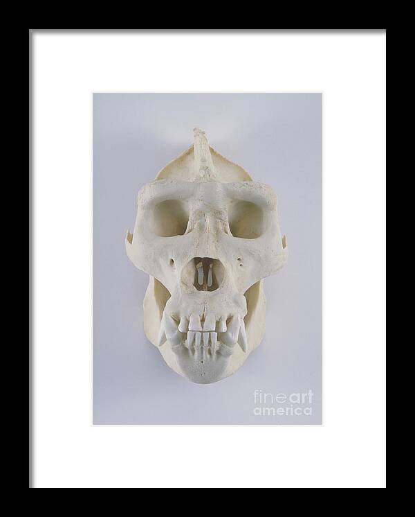 Gorilla Framed Print featuring the photograph Gorilla Skull by Barbara Strnadova