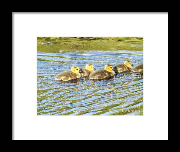 Rebirth Framed Print featuring the photograph Goslings Afternoon Swim by Brenda Brown