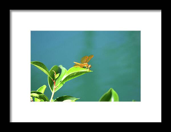 Dragonfly Framed Print featuring the photograph Gossamar Wings by James Knight
