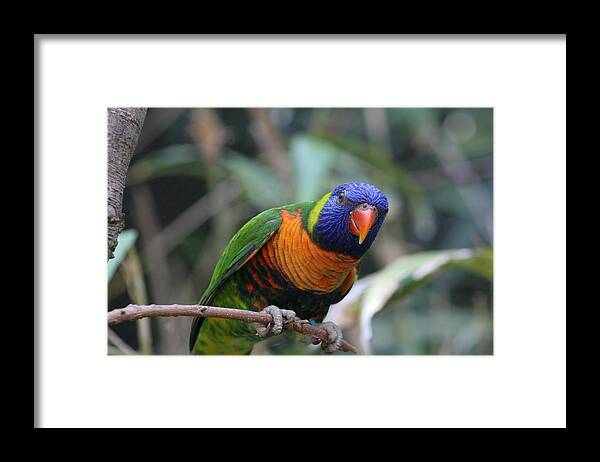 Lorie Framed Print featuring the photograph Curious Lorikeet by Valerie Collins