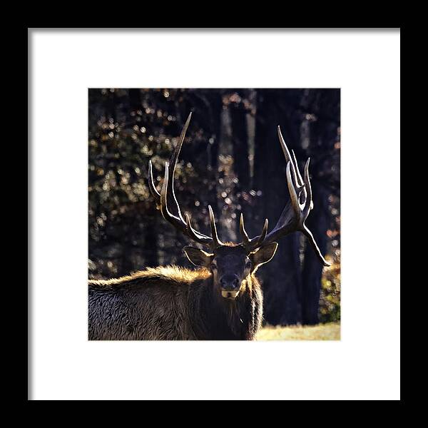 Bull Elk Framed Print featuring the photograph Got Antlers? by Michael Dougherty