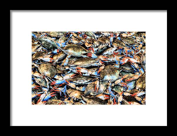 Crab Framed Print featuring the photograph Got Crabs by JC Findley