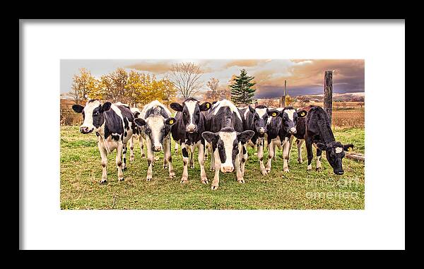 Cows Framed Print featuring the photograph Got Grain? by Jan Killian