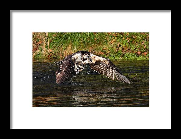 Osprey With Catch Framed Print featuring the photograph Gotcha by Mike Farslow