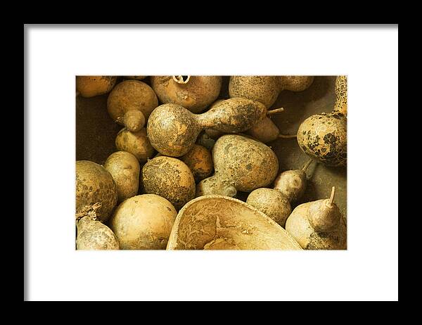 Gourds Photo Framed Print featuring the photograph Gourds by Bob Pardue