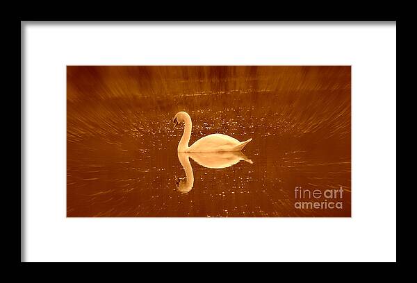 Bird Framed Print featuring the photograph Grace by Kenneth Clarke