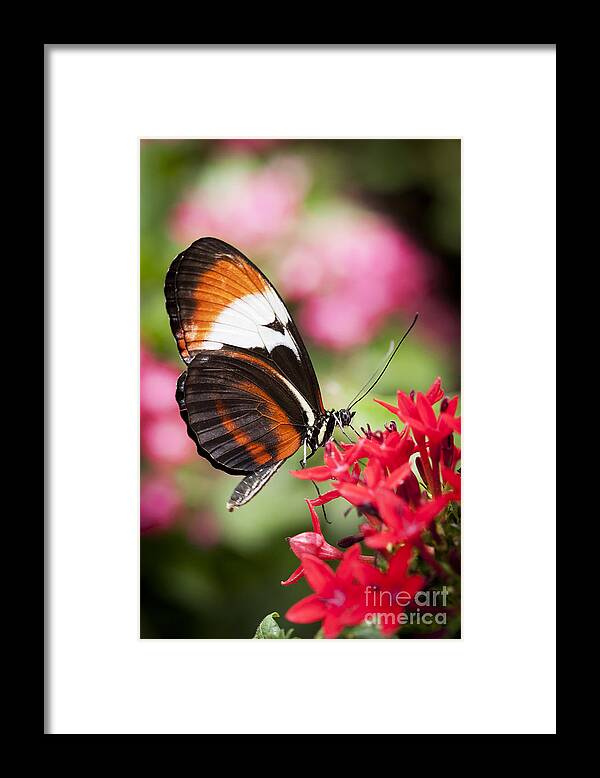 Butterfly Framed Print featuring the photograph Grace by Patty Colabuono