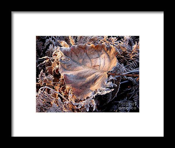 Fall Framed Print featuring the photograph Graced By Frost by Rory Siegel