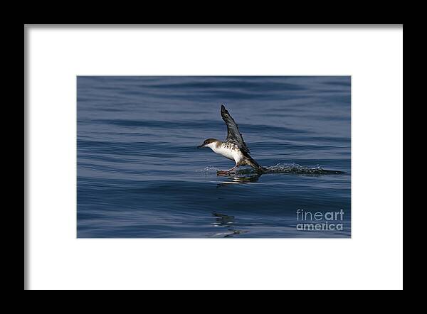 Festblues Framed Print featuring the photograph Graceful Touchdown... by Nina Stavlund