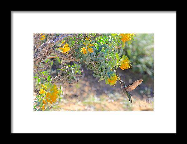 Hummingbirds Framed Print featuring the photograph Graceful by Suzanne Oesterling