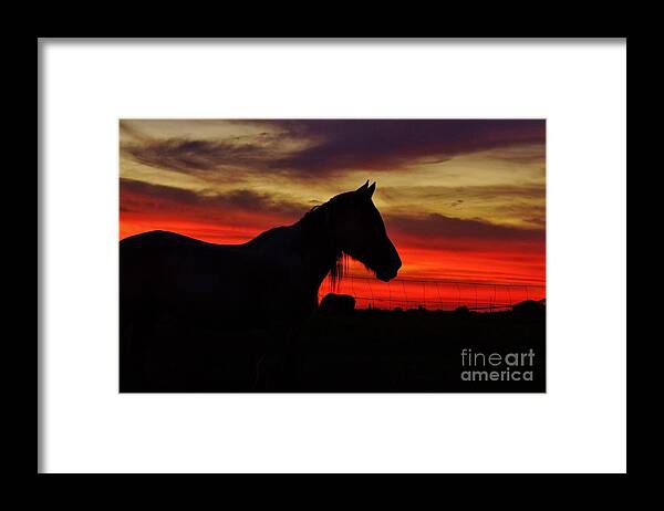 Horse Framed Print featuring the photograph Gracie at Sunset by Lynda Dawson-Youngclaus