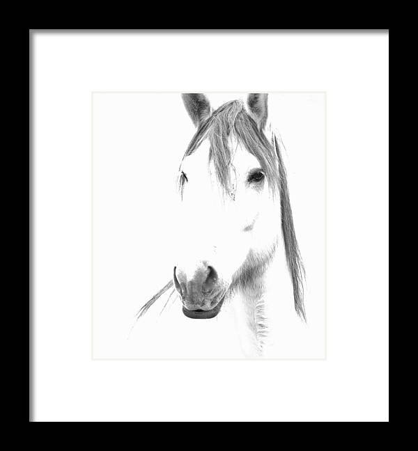 Horse Framed Print featuring the photograph Gracie by Lynda Dawson-Youngclaus