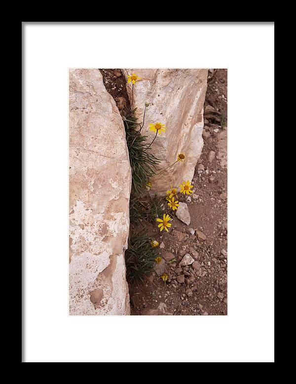 Grand Canyon Framed Print featuring the photograph Grand Canyon Flowers by Suzanne Lorenz