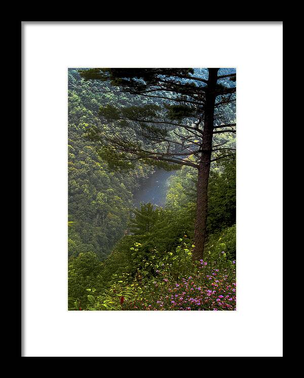Tree Framed Print featuring the photograph Grand Canyon of Pennsylvania by Jim Painter