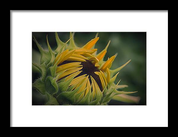 Sunflower Framed Print featuring the photograph Grand Opening by Phil Abrams