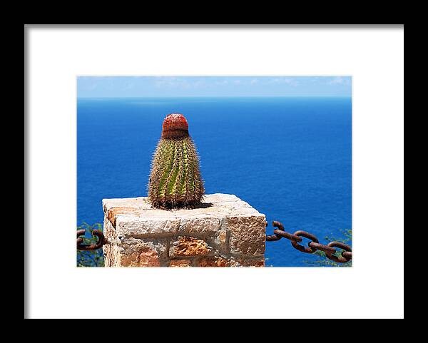 Cactus Framed Print featuring the photograph Grand Turk Cactus by Ramunas Bruzas